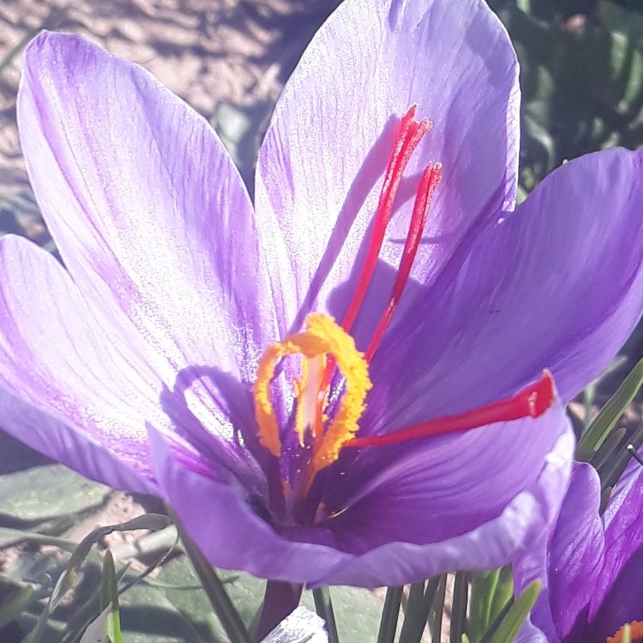 زعفران پوشال صادراتی (اصل)