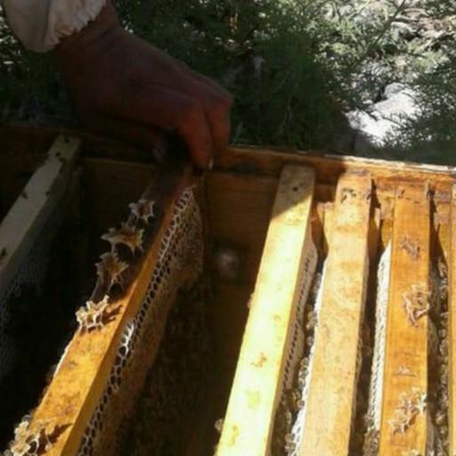 عسل چهل گیاه طبیعی تدین(مستقیم از زنبوردار