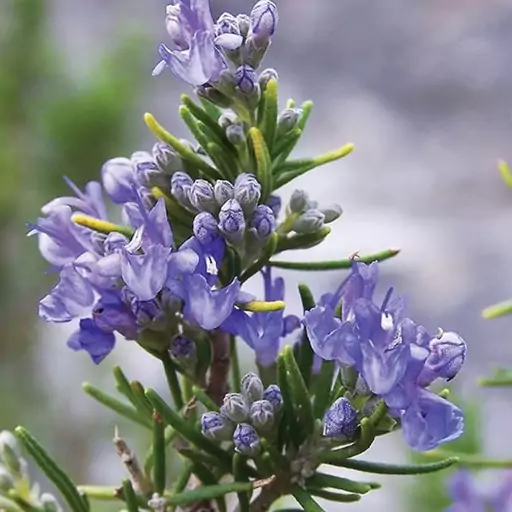 بوته رزماری مدیترانه ای