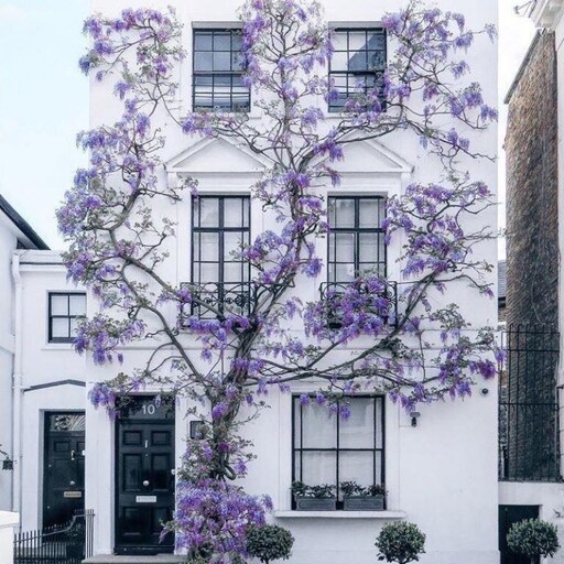 نهال پیچ گلیسین (Chinese Wisteria)