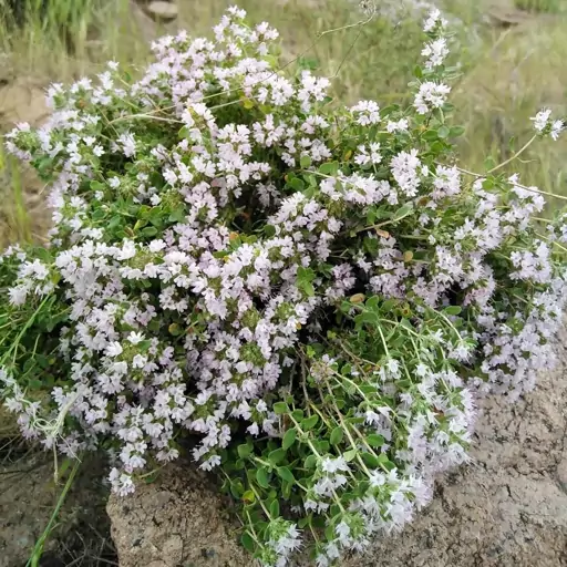 عسل کاکوتی شهد یک کیلویی(عسل فروشی اسمعیلی)