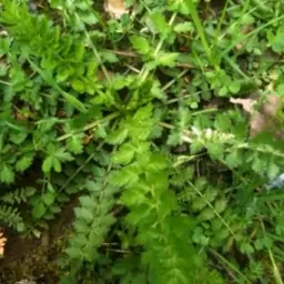 سبزی اناریجه جنگلی خرد شده (500گرمی)