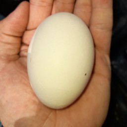 تخم مرغ دو زرده (50 عددی)