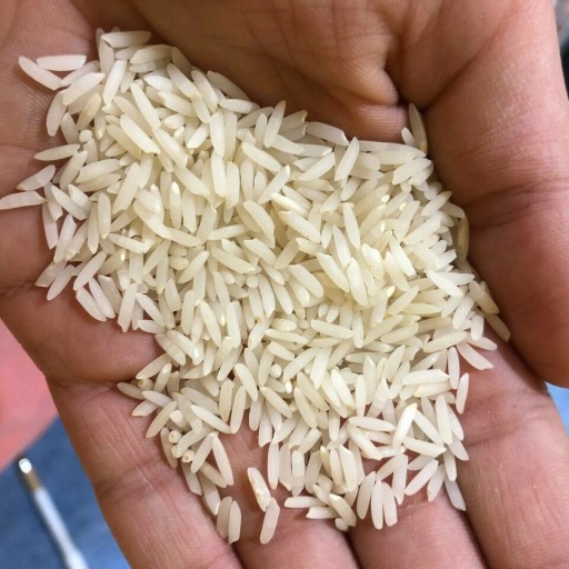 برنج دمسیاه درجه یک فسفری 10 کیلویی خرید مستقیم از شالیکار