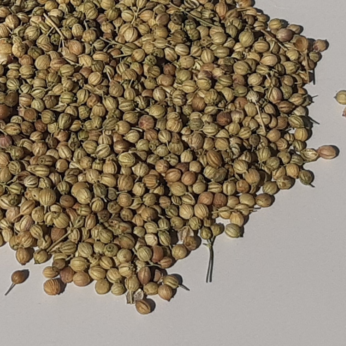 تخم گشنیز 100گرم چاشنی خاتون