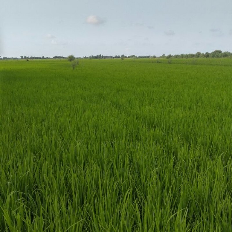 برنج طارم هاشمی اعلا 10 کیلویی تضمین کیفیت