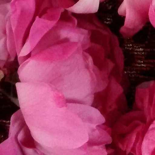 گل محمدی خشک،پاک شده و امساله آذروند( 50 گرمی)