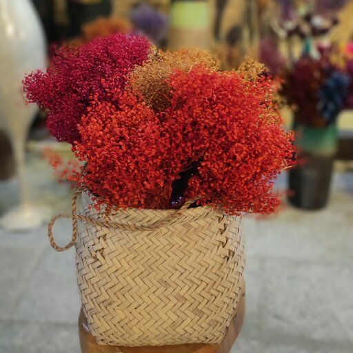 گل خشک عدسی در رنگ‌بندی مختلف و کیفیت عالی 