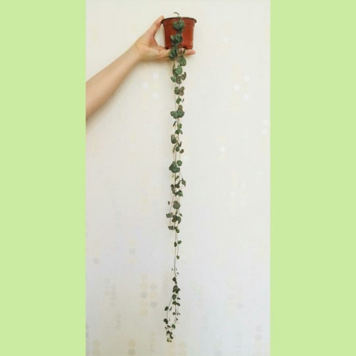 گیاه سروپژیا با گلدان سرامیکی