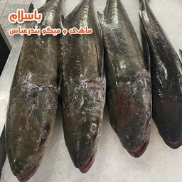  ماهی سکن یا سوکلا  تازه و صید روز بندرعباس (1 کیلوگرم )