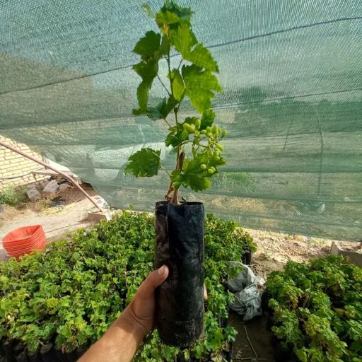 نهال  انگور رشه سردشت با ضمانت