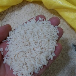 برنج طارم محلی فریدونکنار(5)کیلویی تازه محصول 1401