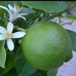 درختچه لیمو 4 فصل