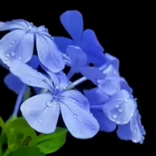 گل یاس آبی یاس شیطران یاس قیطران 