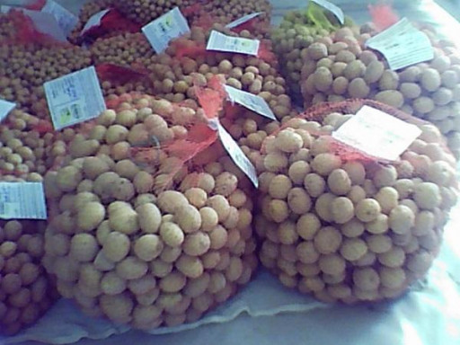 بذر سیب زمینی (مینی تیوبر) (بسته بندی 100 عددی با قیمت  1300000 ریال)