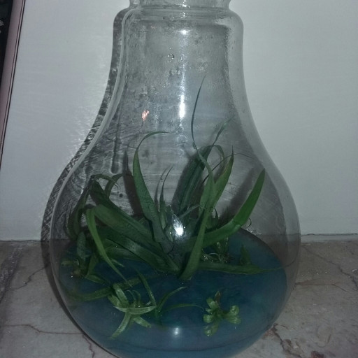 گیاه درون شیشه ای آناناس با ظرف لامپی بزرگ