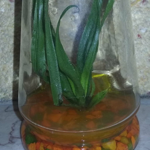 گیاهان درون شیشه ای آناناس با ظرف مخروطی