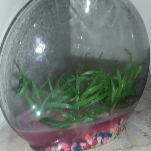 گیاه درون شیشه آناناس با ظرف قایقی