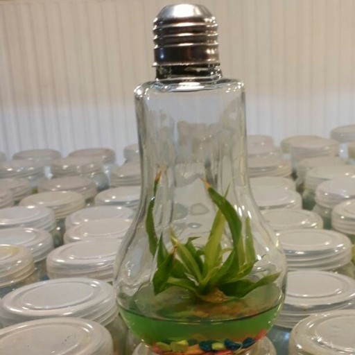 گیاه درون شیشه ای آناناس با ظرف لامپی