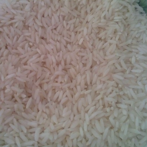 برنج علی کاظمی گیلان 25 کیلویی 