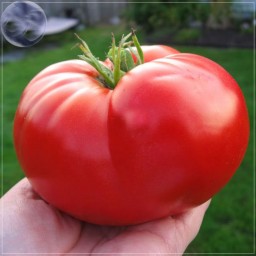 بذر گوجه فرنگی سایز بسیار بزرگ 10 عددی
