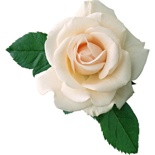 بذر گل رز سفید 5 عددی