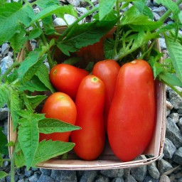 بذر گوجه فرنگی سان مارزانو (موزی) 20 عددی
