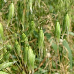 بذر جو دوسر زراعی 100 گرمی