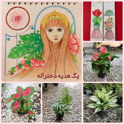 پک هدیه دخترانه
شامل تابلو نقاشی و بوک
چند تا گل و گیاه آپارتمانی