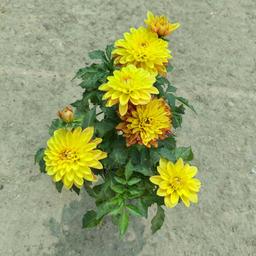 گل کوکب گیاه پیاز دار فصلی دارای گل‌های درشت زرد، صورتی، ارغوانی