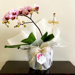 گل ارکیده طبیعی گل زینتی گیاه گلدار آپارتمانی و گلخانه ای