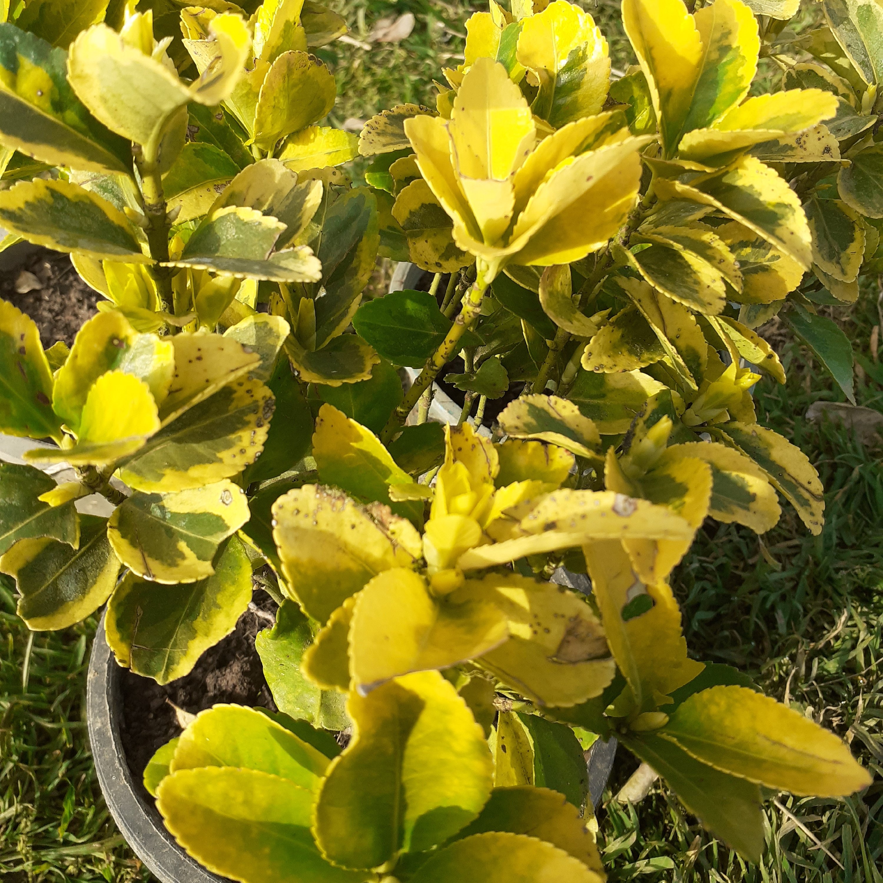 شمشاد طلایی
