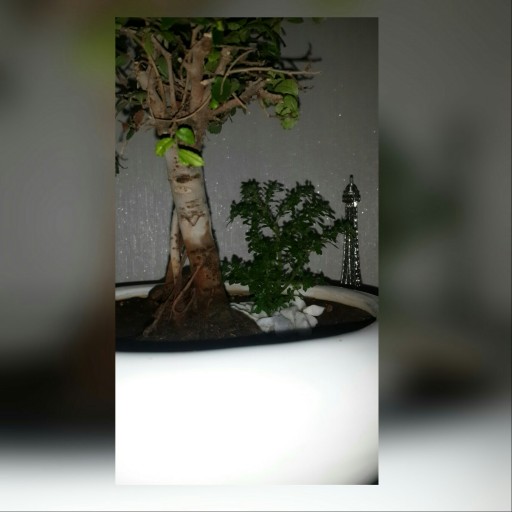 درختچه نارون کوچیک(2)