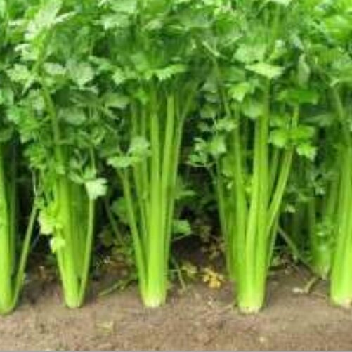 بدر کرفس 100 گرمی آسا