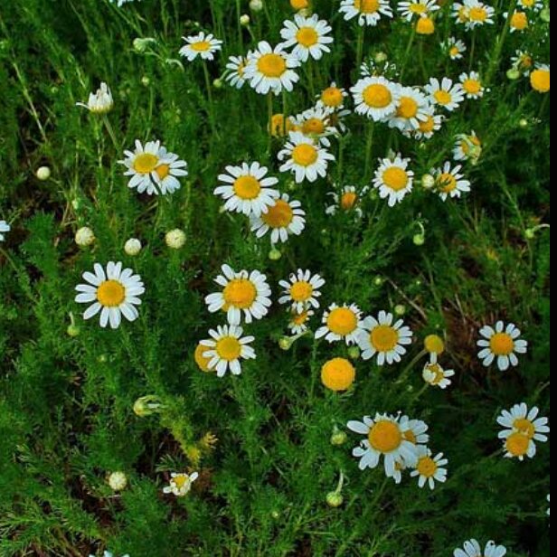دم نوش بابونه شیرازی  50 گرمی آسا