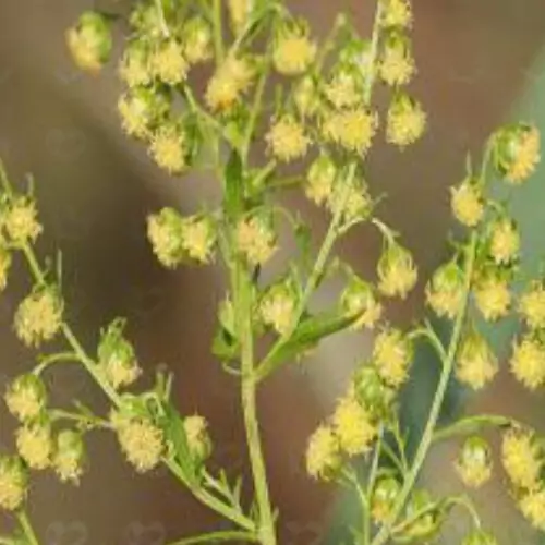 گیاه درمنه خشک 100 گرمی