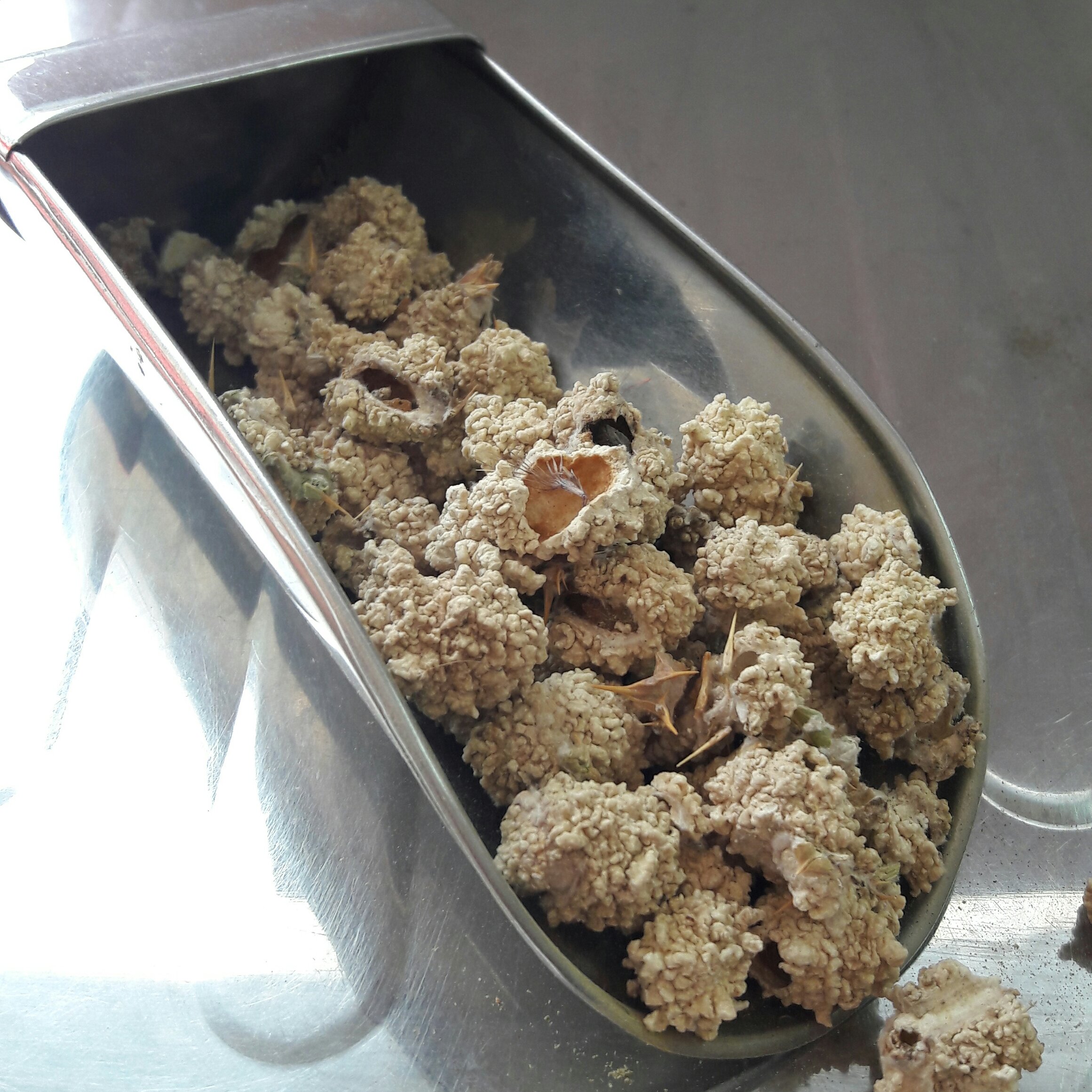 شکر تیغال 10 گرمی آسا