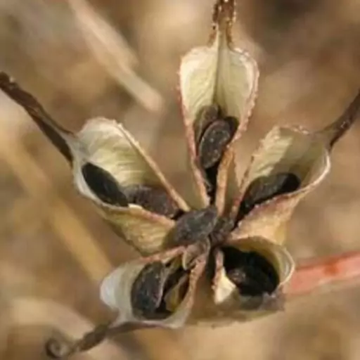 سیاه دانه 100 گرمی آسا