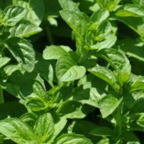 پونه جوبی برگ 100 گرم اعلا شسته شده مخصوص دوغ