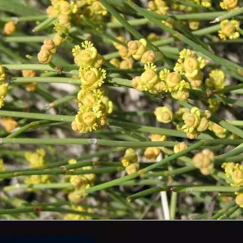 افسنطین 100 گرمی آسا