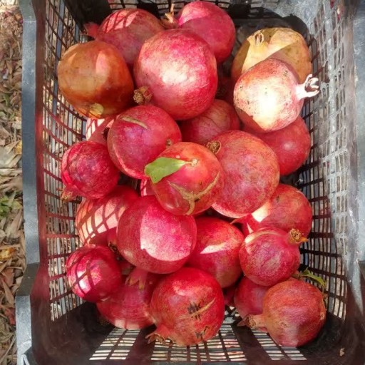 رب انار خانگی یزد (400گرمی)