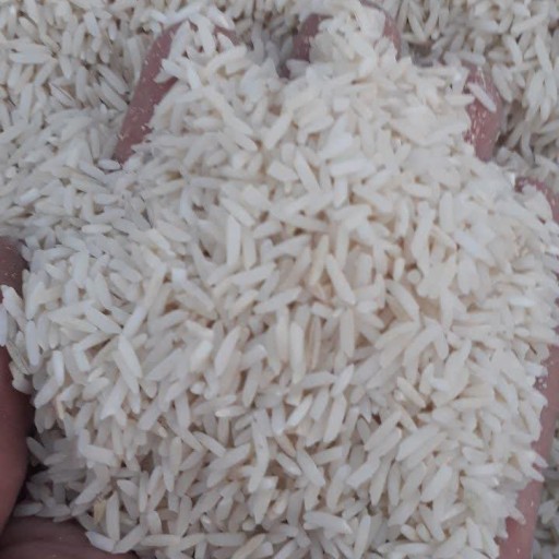 برنج طارم محلی عطری شمال سورت شده و خالص