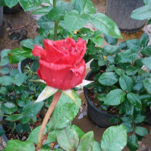 گل رز قرمز