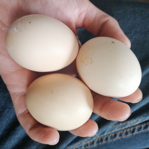 تخم مرغ بومی و ارگانیک