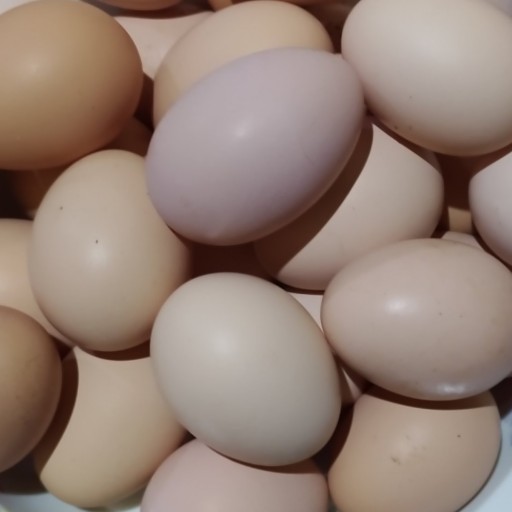 تخم مرغ محلی بسته 30 عددی