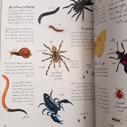 کتاب دانستنی هایی درباره ی حشرات انتشارات به نشر