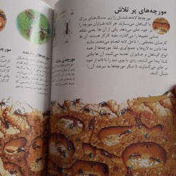 کتاب دانستنی هایی درباره ی حشرات انتشارات به نشر