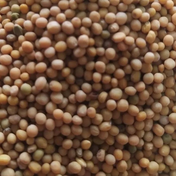 دانه خردل اعلا یک کیلو 