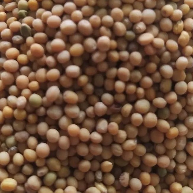 دانه خردل اعلا 500 گرم 