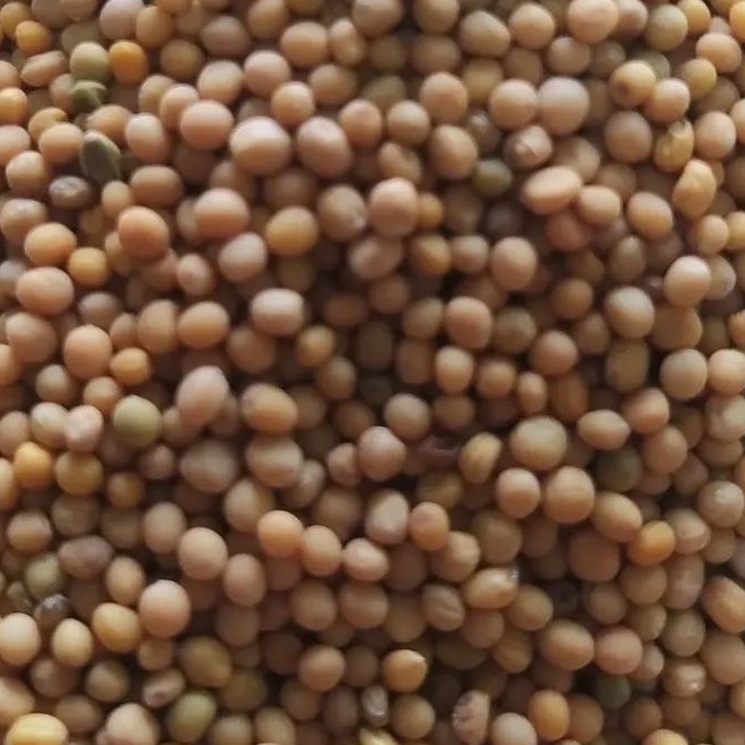 دانه خردل اعلا 100 گرم 